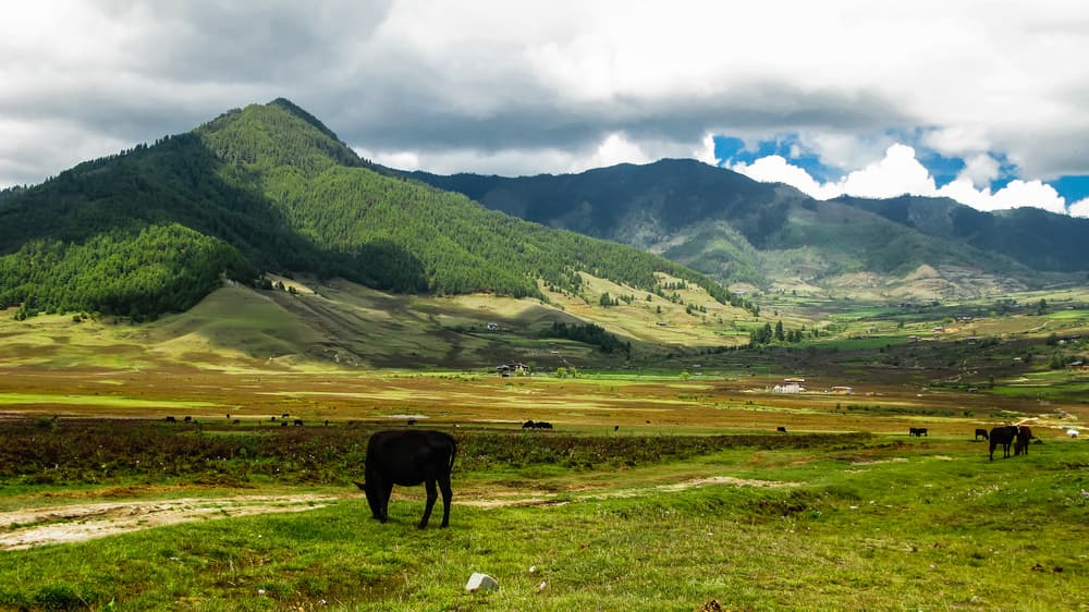 Phobjikha