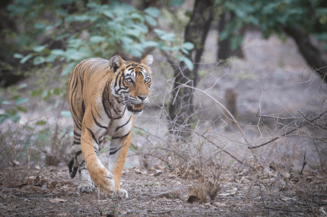 tigre 4